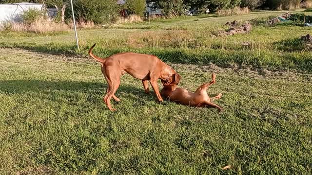 Rhodesian Ridgeback Dog Training Rhodesian Ridgeback Pup