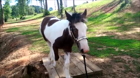 Gypsy Horse "Joe's Song Sung Blue" Crossing Bridge