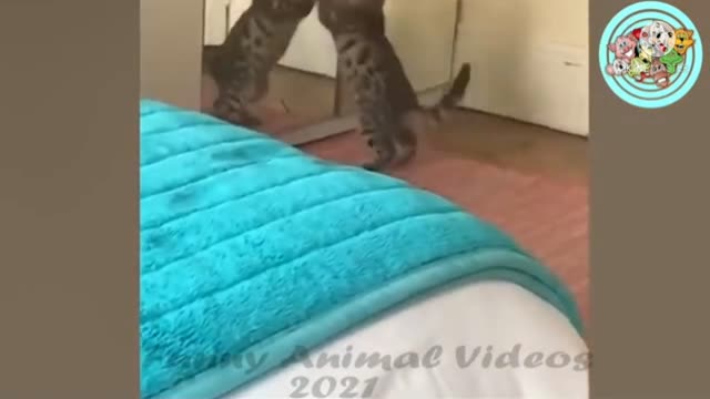 Cat fighting meror