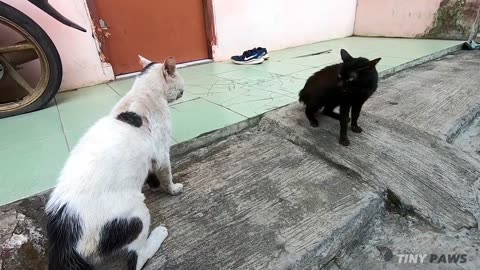 Meowing Cat Is Fighting with her Girlfriend 😂😂😂😂😂😂