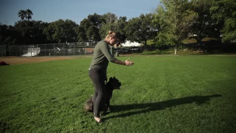 ALL ABOUT LIVING WITH CANE CORSO