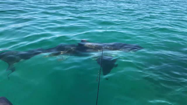 Crazy Close Encounter with Curious Great White