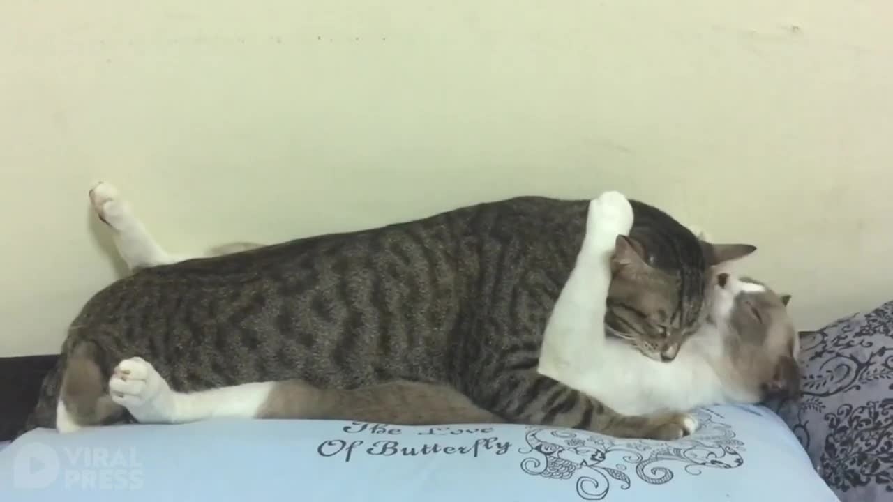 Pet cats kiss and hug each other in bed