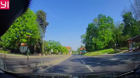 Dog Nearly Runs into Oncoming Traffic