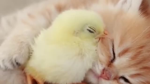 Chicken hen and kitten .. inseparable friends