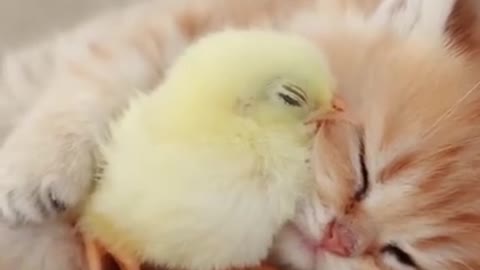 Chicken hen and kitten .. inseparable friends