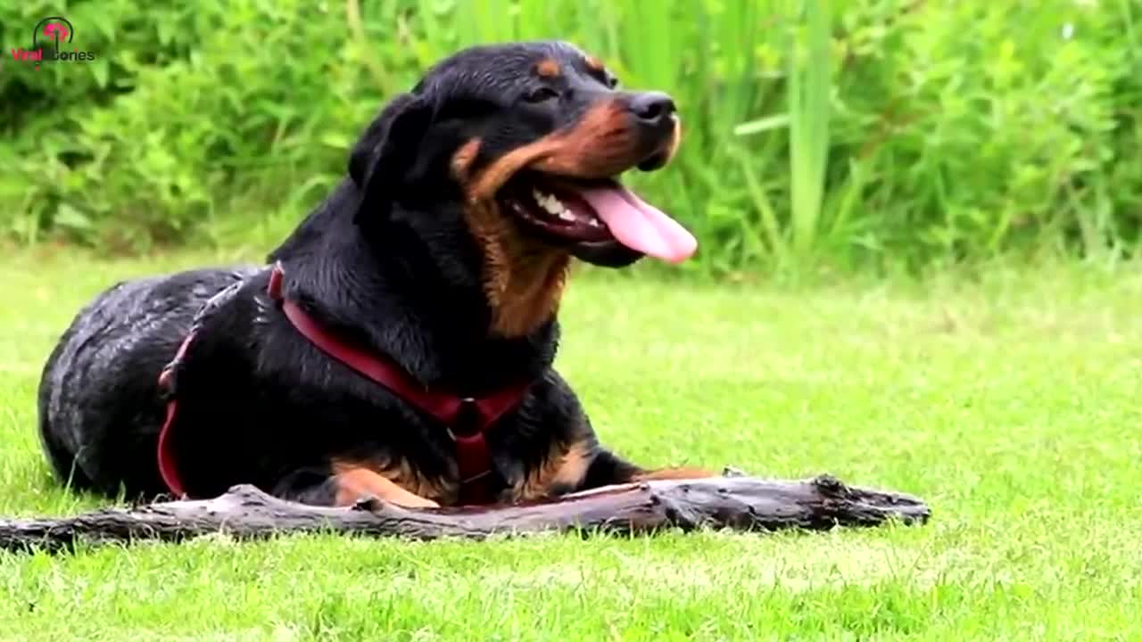 Funny Video | Smart dogs grabs baby by its diaper. See what happened next.