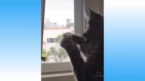 Top Funny Cat Dog Videos of The Weekly