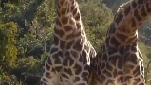 For a wonderful view of the giraffe