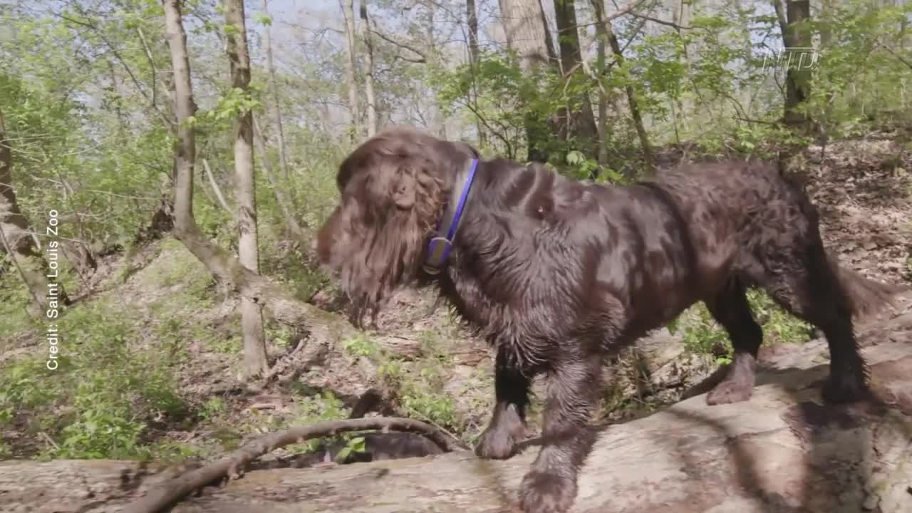 Turtle-Detecting Dogs Help Scientists