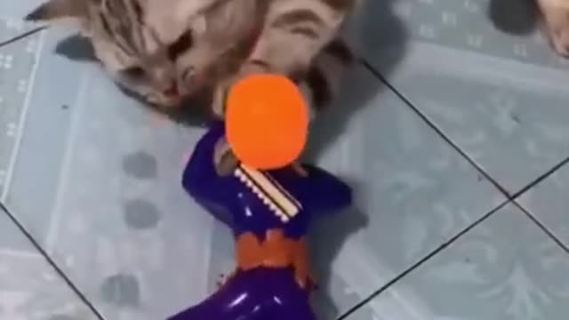 😂Cat and Soldier😂▐ FUNNY ANIMALS VIDEO shorts.mp4