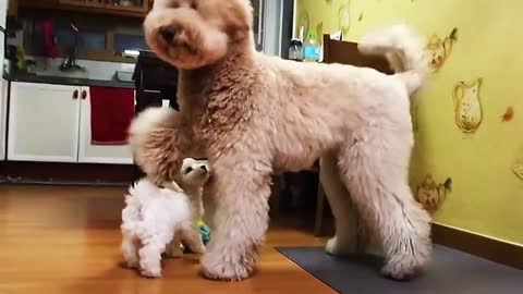 Baby Animals - Cute and Funny Animals Videos Compilation