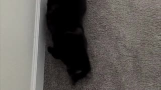 Adopting a Cat from a Shelter Vlog - Precious Piper Does Her Morning Stretches #shorts