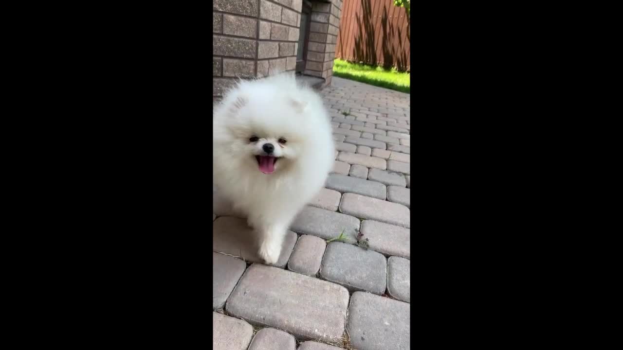 Funny walk spitz