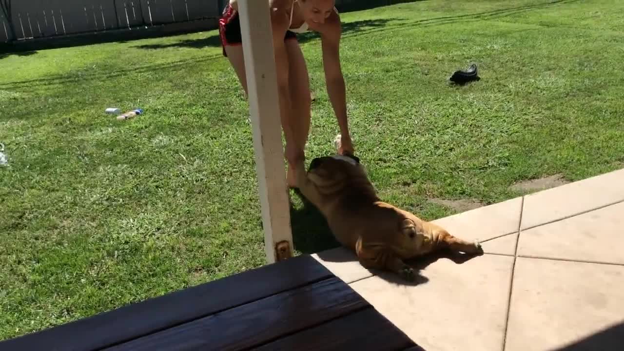 Funny moments of your pets that you can be die of laughing