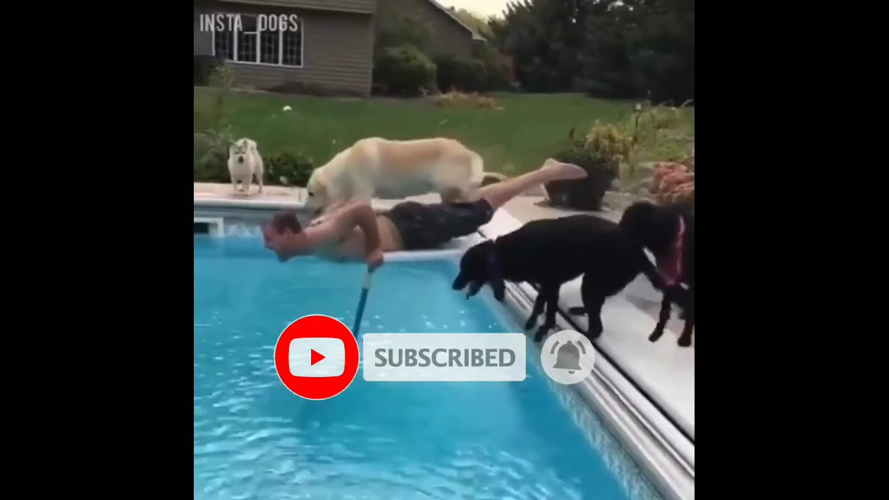 AWW!!!!funny animal moments with their owners 🤣🤣🤣 funny animal video #24