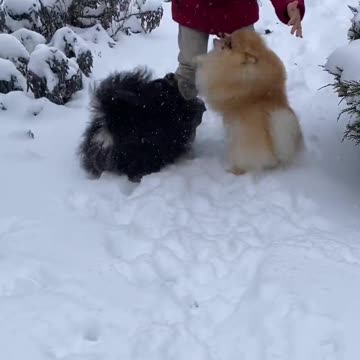 Boy Playing 🐕 Outside with the Dogs During Snowfall