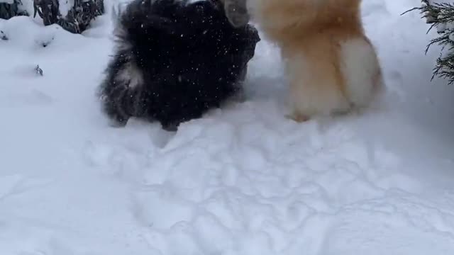 Boy Playing 🐕 Outside with the Dogs During Snowfall