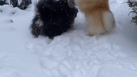 Boy Playing 🐕 Outside with the Dogs During Snowfall