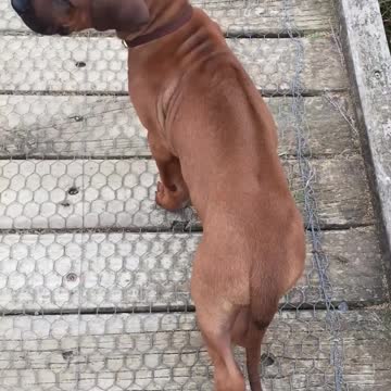 Very Bold & Brave Tiny Ridgeback Puppy