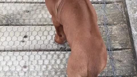 Very Bold & Brave Tiny Ridgeback Puppy