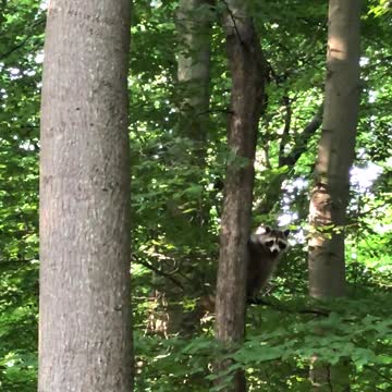 The raccoon is best when it comes to tree climbing