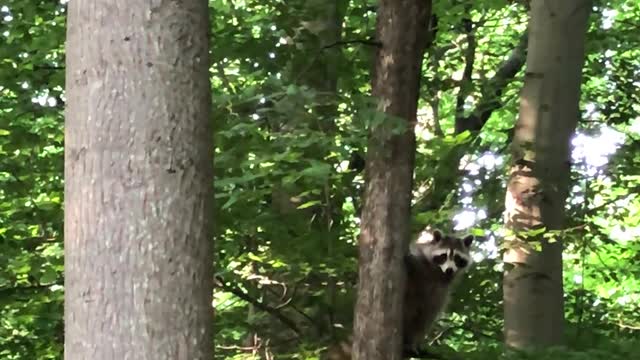 The raccoon is best when it comes to tree climbing