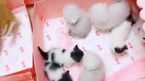 Cute and sweet cats