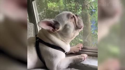 Awesome Funny Pet Videos
