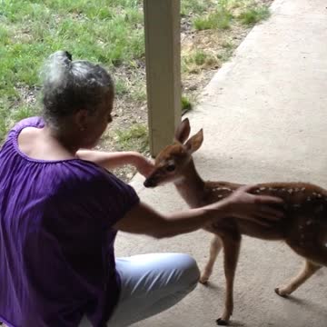 Woman Befriends Sweet Abandoned Fawn