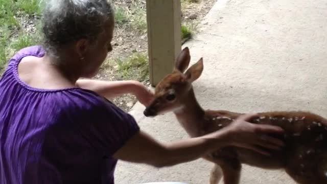 Woman Befriends Sweet Abandoned Fawn