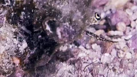 Underwater Creature Peers Up From Seabed