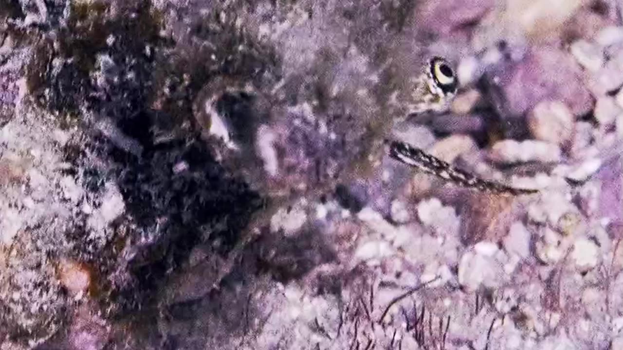 Underwater Creature Peers Up From Seabed