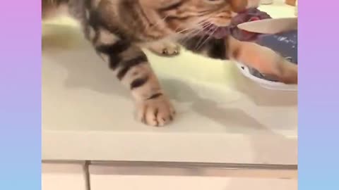 Funny Aggressive Cat🐈