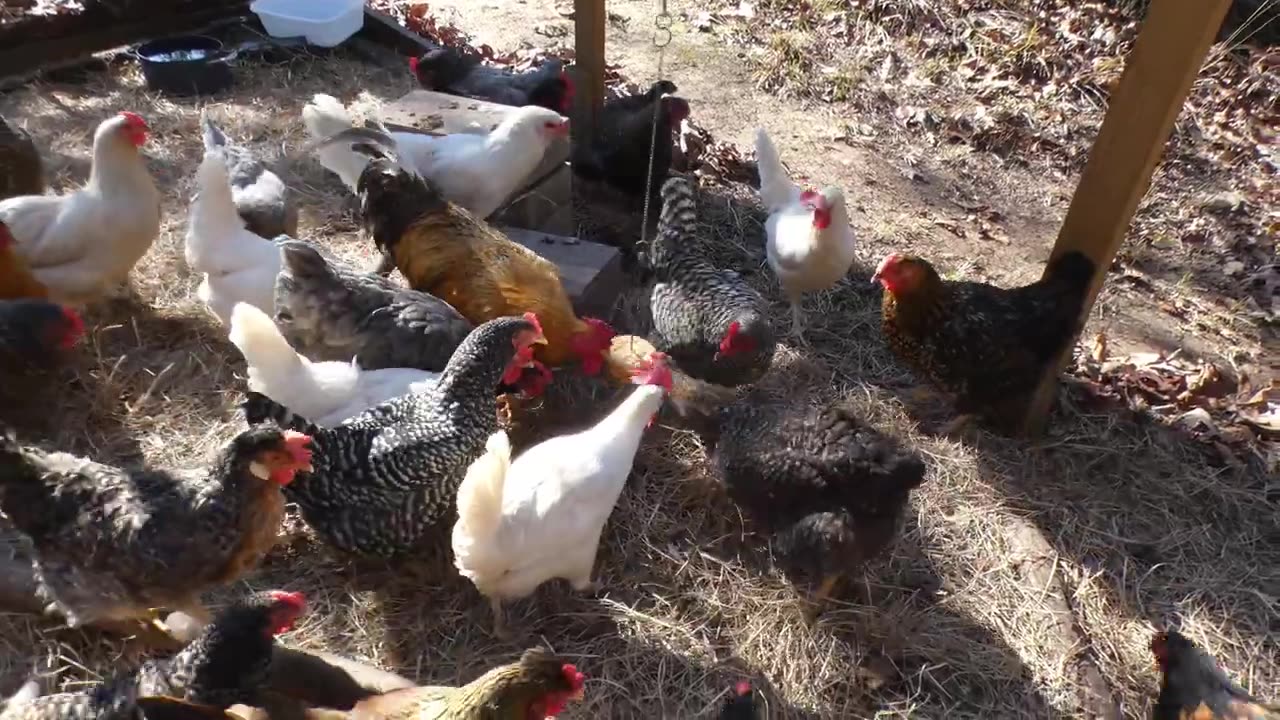 Chickens make short work of Little Debbie's Peanut Butter Cream Pies.