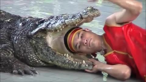 man put own head in crocodile face very dangerous and wonderful video