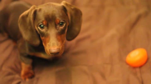 Puppy Really Loves The Pillow