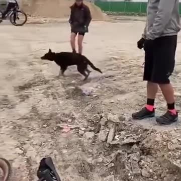 Dog with Bottle Stuck on Head Rescued