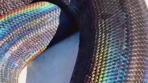 Rainbow snake