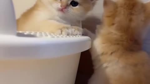 ❤️so cute cat viral