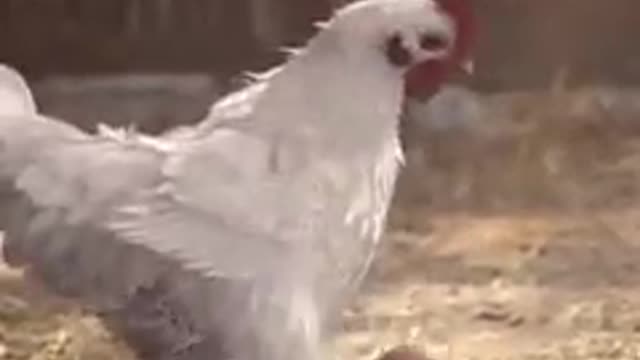 hen playing soccer with an egg