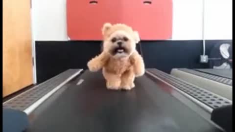 Funny Cute Adorable dogs training videos