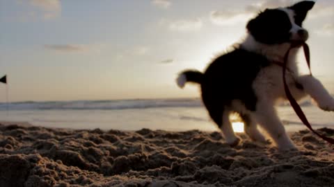 Dog moment in the sea