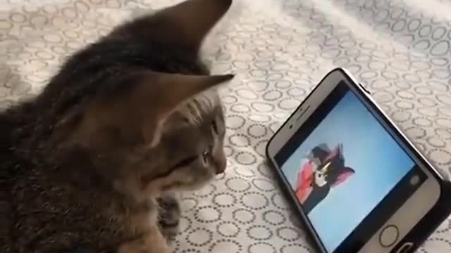 Cute cat watching tom & jerry