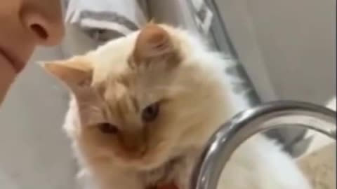 funny cat videos