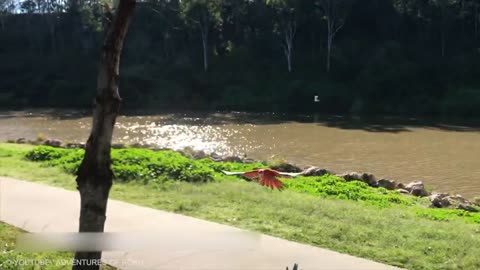 Unique Birds