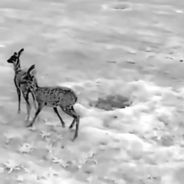 A Ukrainian drone successfully scares deer away from a minefield