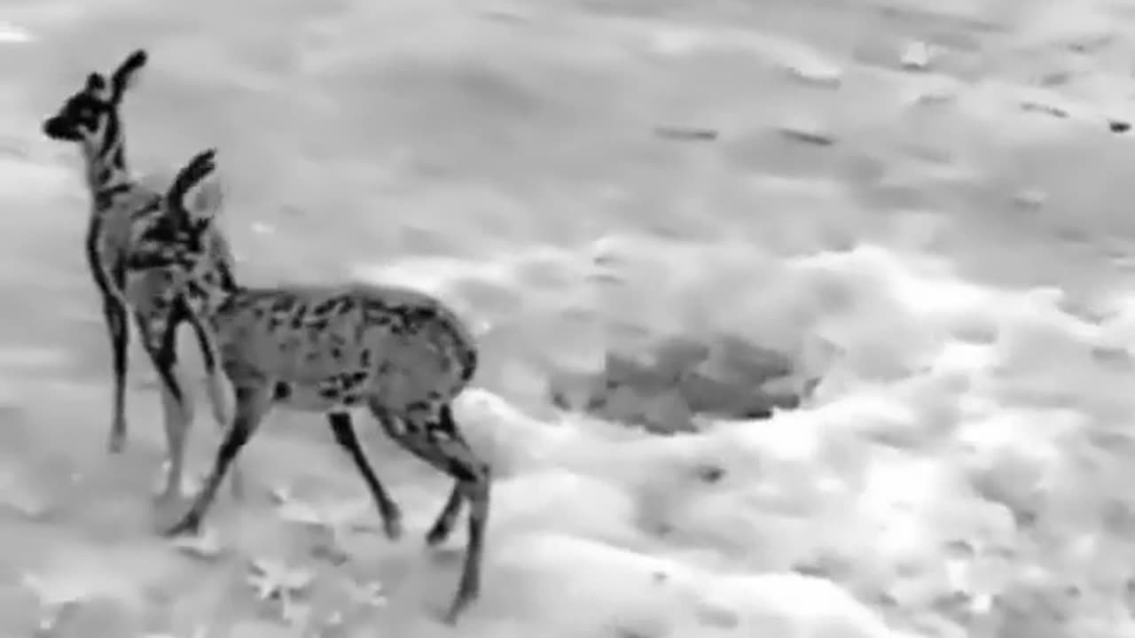 A Ukrainian drone successfully scares deer away from a minefield