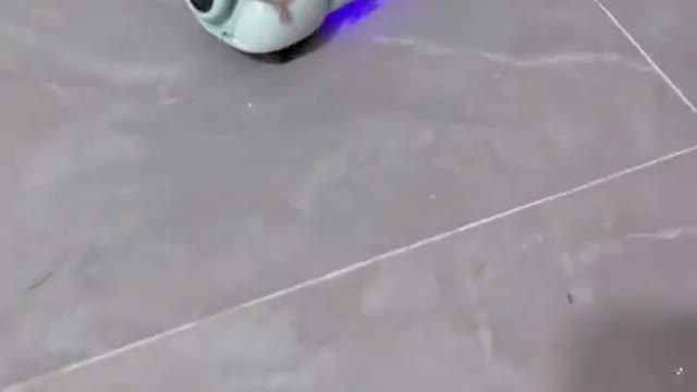 Hamster formula 1 practicing.....👍👍👍