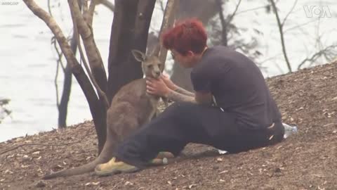 Woman Pours Water on Burned Hands of kangaroo in Austrlia wlidlife.